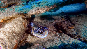 Lobster oil painting
